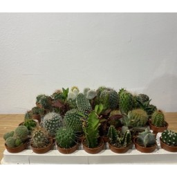 Cactus mini