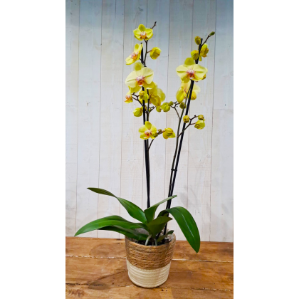 Orchidée Phalenopsis