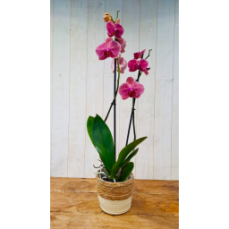 Orchidée Phalenopsis