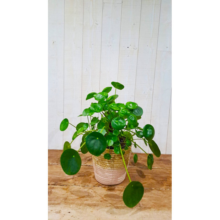 Pilea peperomiodes