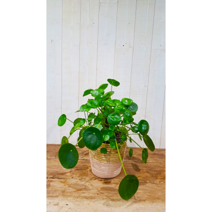 Pilea peperomiodes