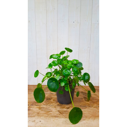 Pilea peperomiodes