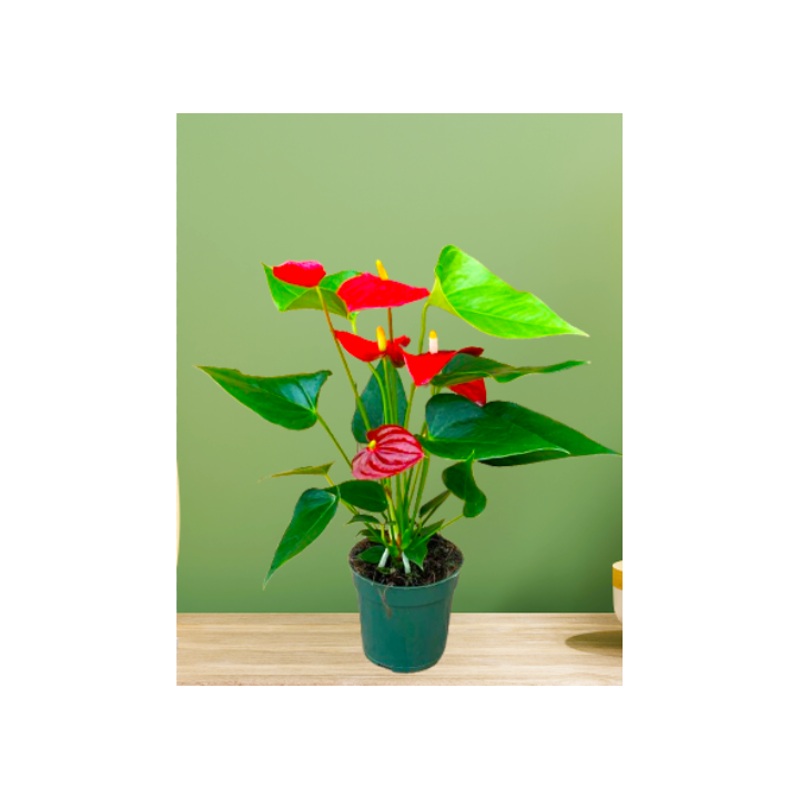 Anthurium