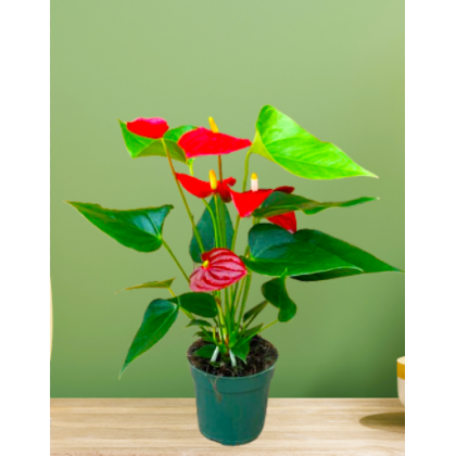 Anthurium