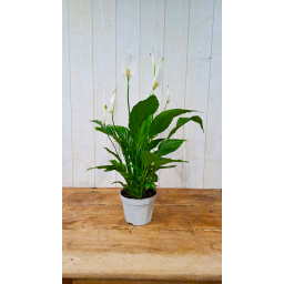 Spathiphyllum wallisii