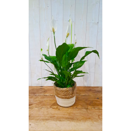 Spathiphyllum wallisii