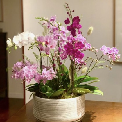 24/01 - Création d'une composition d'Orchidées