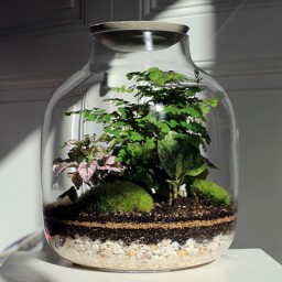 14/03 - Création d’un terrarium